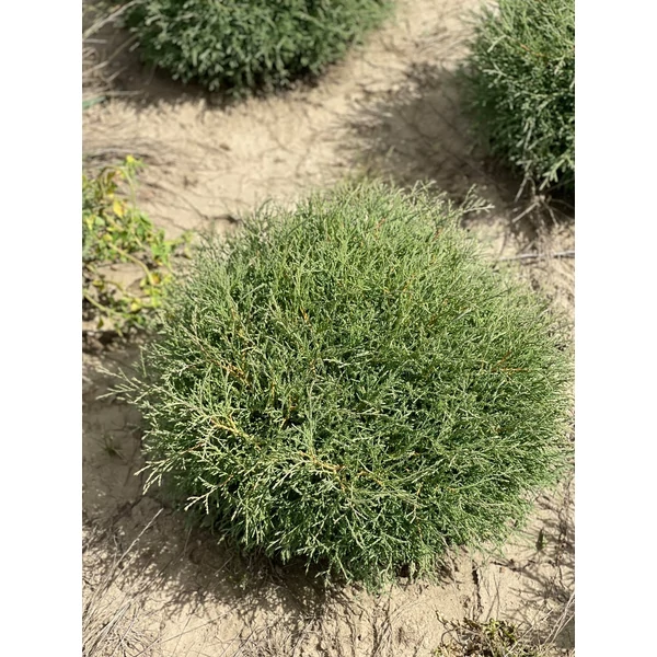 Törpe gömb tuja THUJA OCCIDENTALIS MR. BOWLING BALL 20/40*