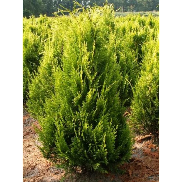 Oregoni arany hamisciprus  CHAMAECYPARIS LAWSONIANA STARDUST K2