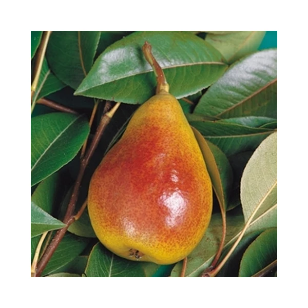 Avranchesi jó Lujza körte Pyrus communis