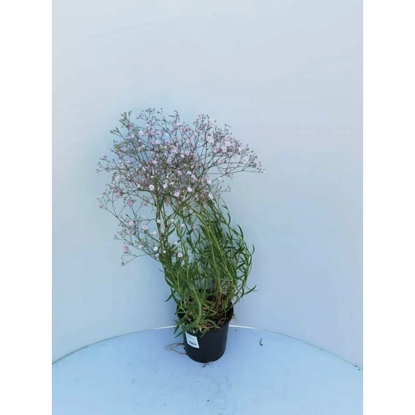 Buglyos fátyolvirág GYPSOPHILA PANICULATA CS15 