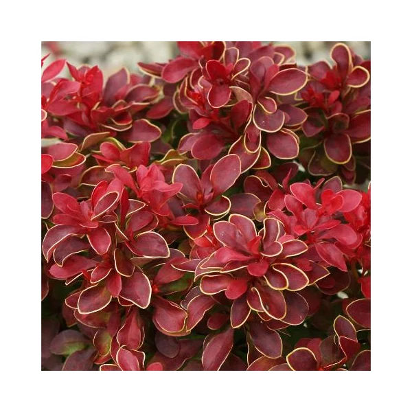 Japán vérborbolya BERBERIS THUNBERGII ADMIRATION 15/20 K2