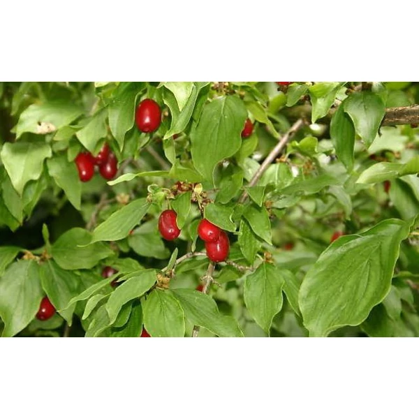 Kasanlak húsos som Cornus mas  