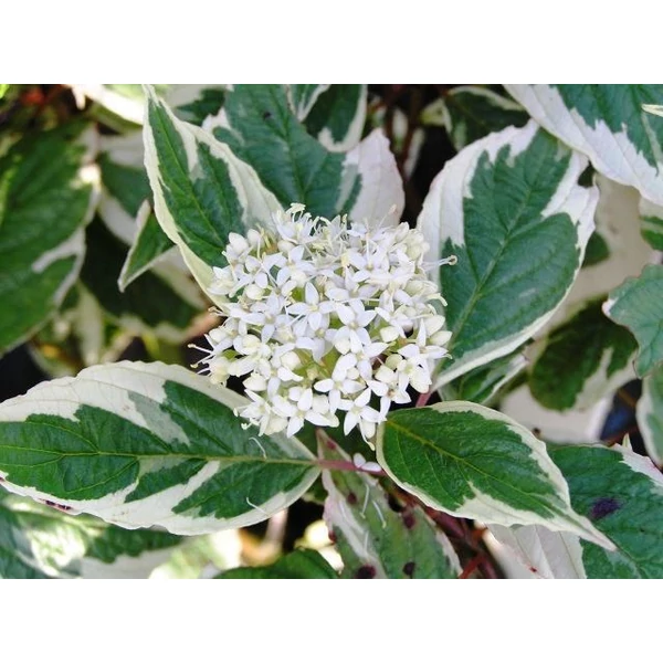 Som fajták   CORNUS FAJTÁK 40/60 FL