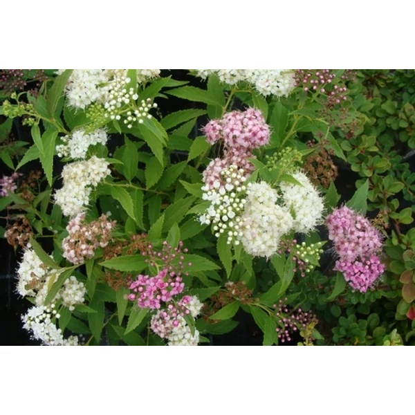 Japán gyöngyvessző SPIRAEA JAPONICA SHIROBANA K2
