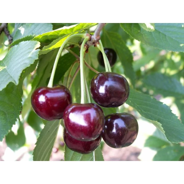 Feketics meggy Prunus cerasus