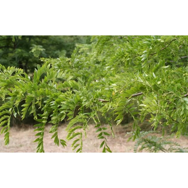 Oszlopos lepényfa   GLEDITSIA TRIACANTHOS SKYLINE 6/8 K45