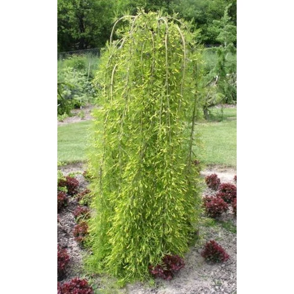 Csüngő borsófa   CARAGANA ARBORESCENS WALKER 6/8 T100/120 K15