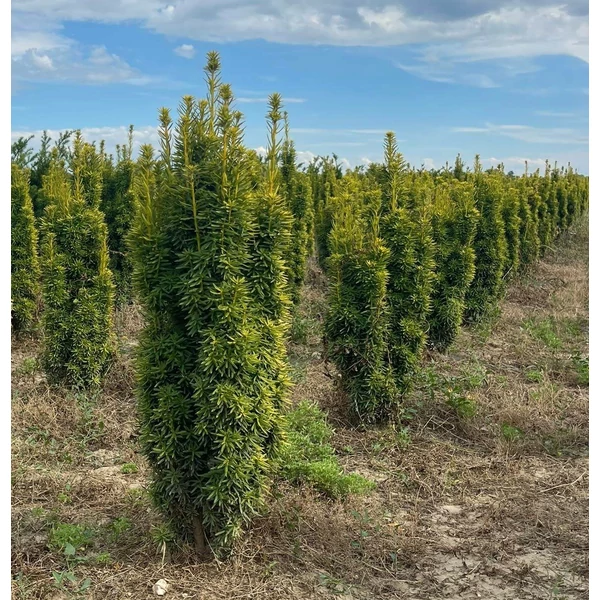 Sárgalombú oszlopos tiszafa TAXUS BACCATA FASTIGIATA AUREA 60/80*