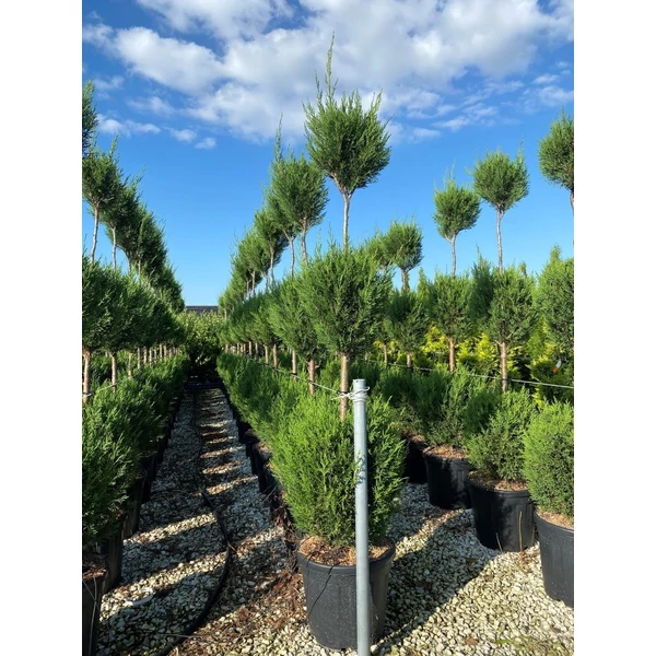Leyland ciprus   CUPRESSOCYPARIS LEYLANDII 3 GÖMB 120/140 K18