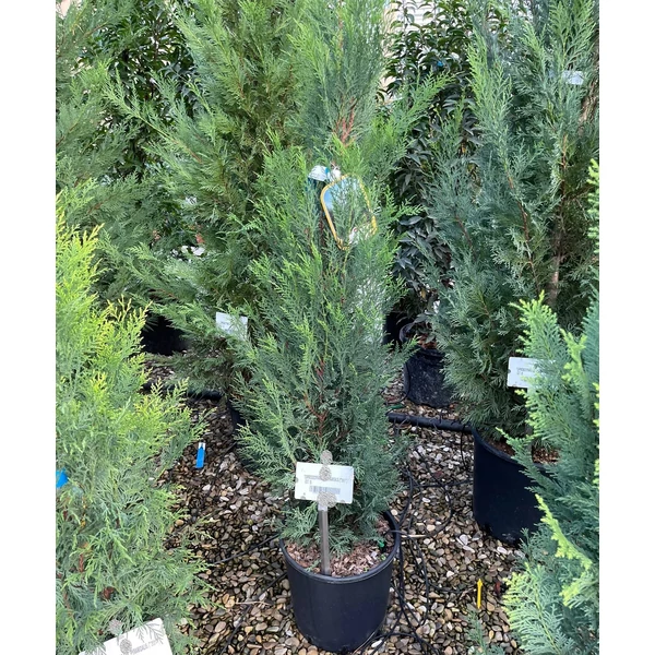 Leyland ciprus   CUPRESSOCYPARIS LEYLANDII PYRAMIDALIS 125/150 K15