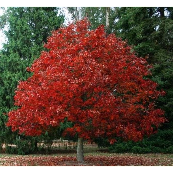 Amerikai vöröstölgy   QUERCUS RUBRA 16/18
