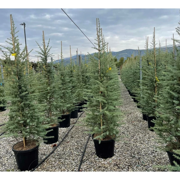Himalájai cédrus   CEDRUS DEODARA 150/175 K18
