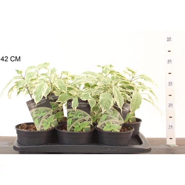 Végzetfa CLERODENDRON TRICHOTOMUM 20/25 CS17