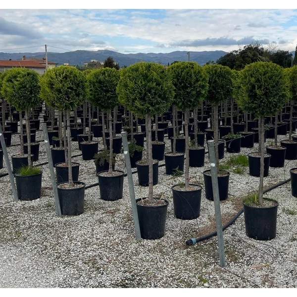 Arany lombú leyland ciprus CUPRESSOCYPARIS LEYLANDII CASTLEWELLAN GOLD T1/2 K18
