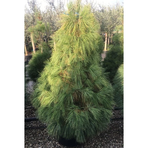 Himalájai selyemfenyő   PINUS WALLICHIANA 200/250 K90