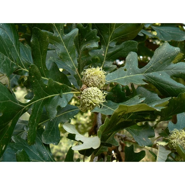 Nagylevelű tölgy   QUERCUS MACROCARPA 10/12 K30