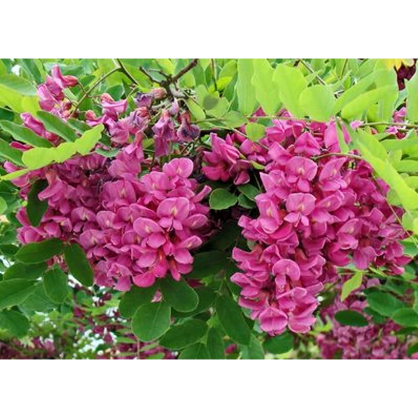 Rózsás akác   ROBINIA PSEUDOACACIA CASQUE ROUGE 200/250 K7,5