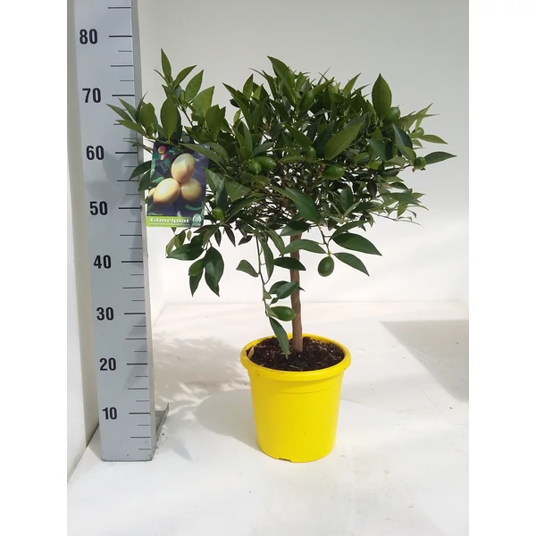 Citrom   CITRUS LIMEQUAT T1/4 70/80CM K5 (CITROMSÁRGA CSERÉP)