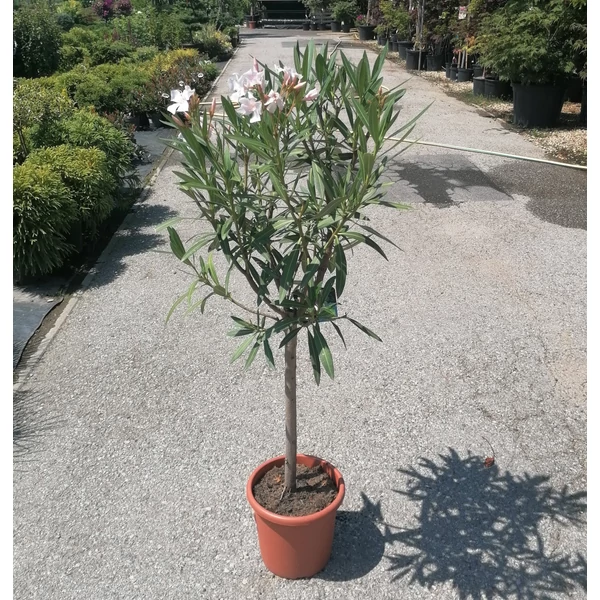 Leander NERIUM OLEANDER T1/2 K7