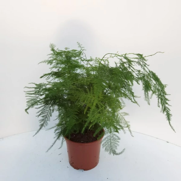 Aszparágusz ASPARAGUS SETACEUS CS15   