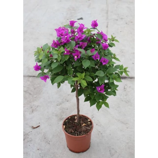 MurvafürtBOUGAINVILLEA ALEXANDRA T1/2 K3