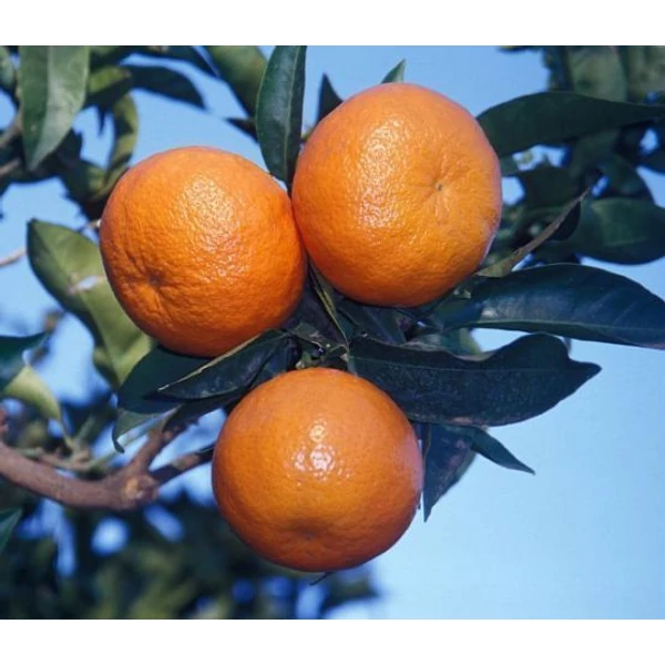 Mandarin   CITRUS NOVA T1/2 K90