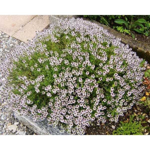 Kerti kakukkfű FŰSZERNÖVÉNY - THYMUS VULGARIS CS12