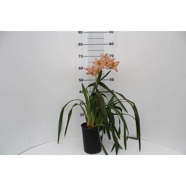Csónakorchidea CYMBIDIUM 1 FÜRTÖS