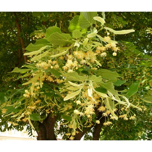 Sárgavesszejű hársfa   TILIA PLATYPHYLLOS SÁRGAVESSZEJŰ 8/10 K16
