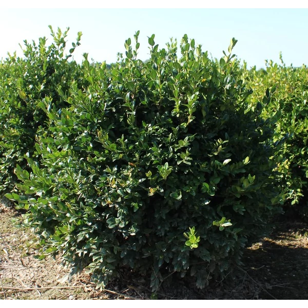 Örökzöld puszpáng   BUXUS SEMPERVIRENS GÖMBRE NYIRT 50/60 SZÖGLETES HOMOKSZÍNŰ CSERÉPBEN