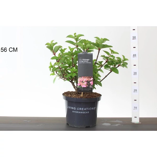 Bugás hortenzia HYDRANGEA PANICULATA LIVING INFINITY 40/50 K5