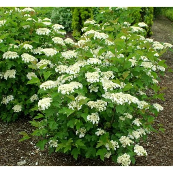 Kányabangita    VIBURNUM OPULUS COMPACTUM T120 K10