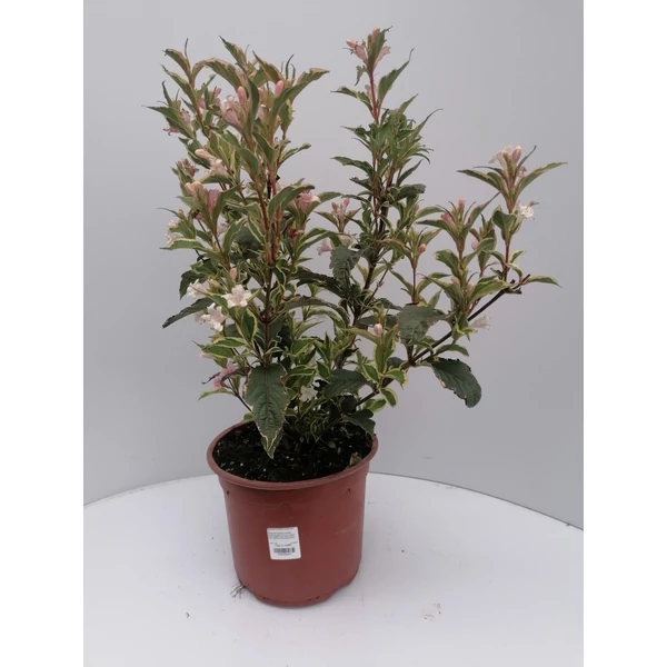 Rózsalonc WEIGELA FLORIDA VARIEGATA K5