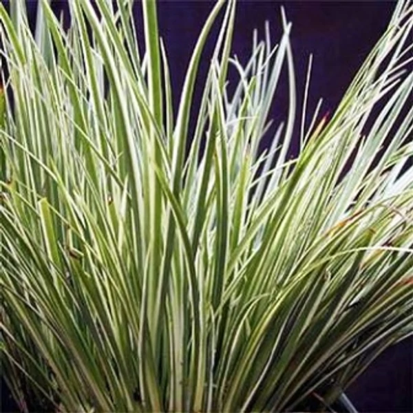 Tarka pázsitos kálmos ACORUS GRAMINEUS ARGENTEOSTRIATUS K2 