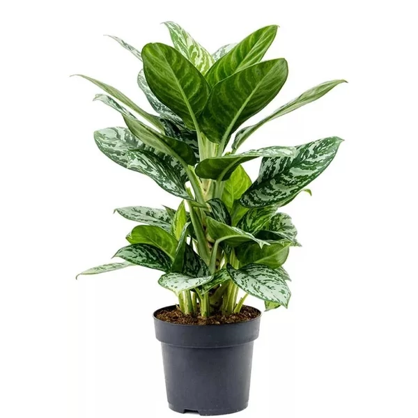 Változó rákvirág AGLAONEMA AMAZON SILVER CS19