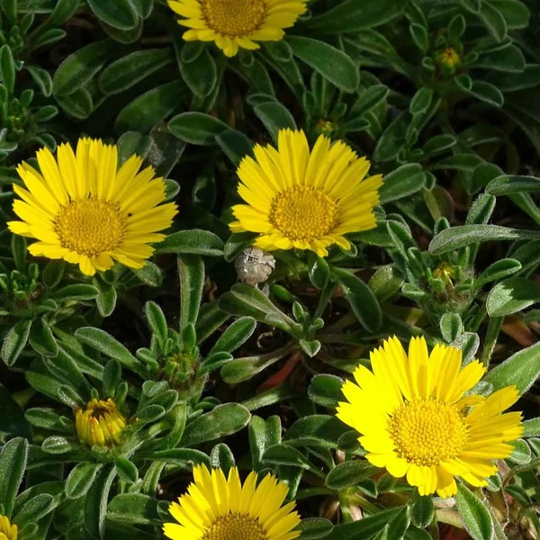 Arany tallér ASTERISCUS  CS12  