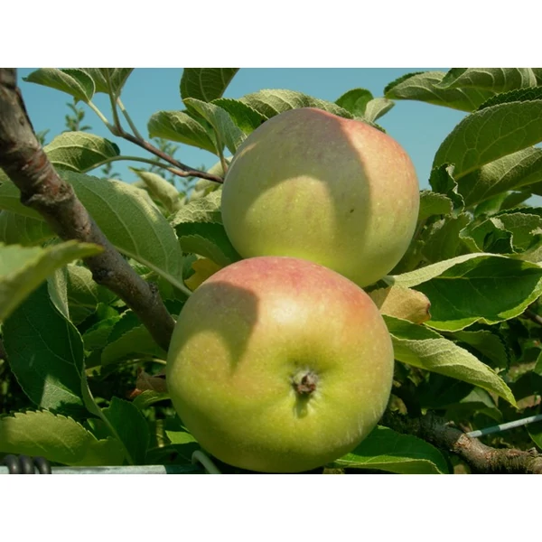 Batul alma MALUS DOMESTICA BATUL K10-12