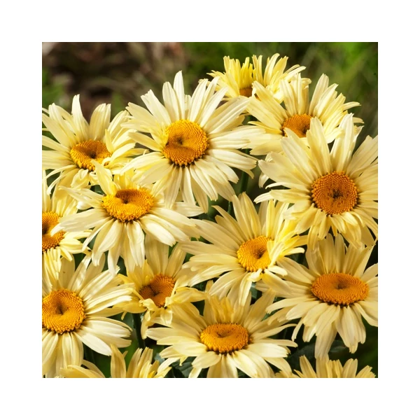 Óriás margaréta LEUCANTHEMUM x SUPERBUM GRUPPENSTOLZ CS14