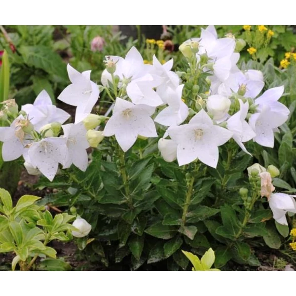 Léggömbvirág PLATYCODON GRANDIFLORUS ASTRA ROSE CS14