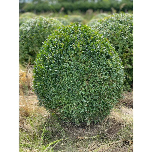 Örökzöld puszpáng BUXUS SEMPERVIRENS GÖMBRE NYÍRT 50/60*