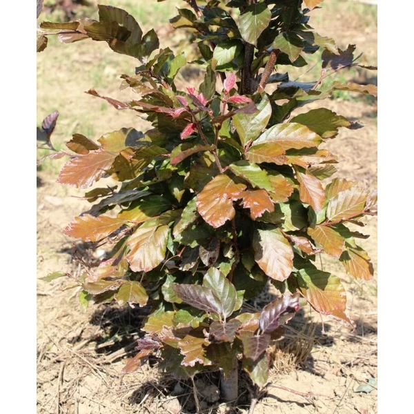 Vérbükk FAGUS SYLVATICA ATROPURPUREA 80/100*