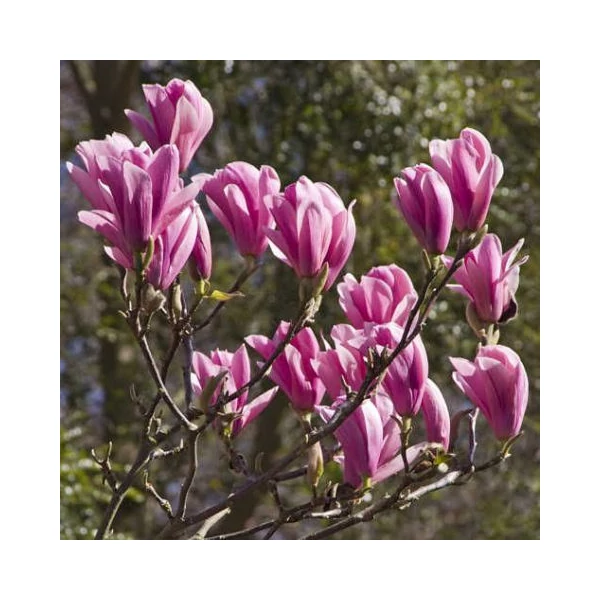 Liliomfa MAGNOLIA HEAVEN SCENT 100/125*