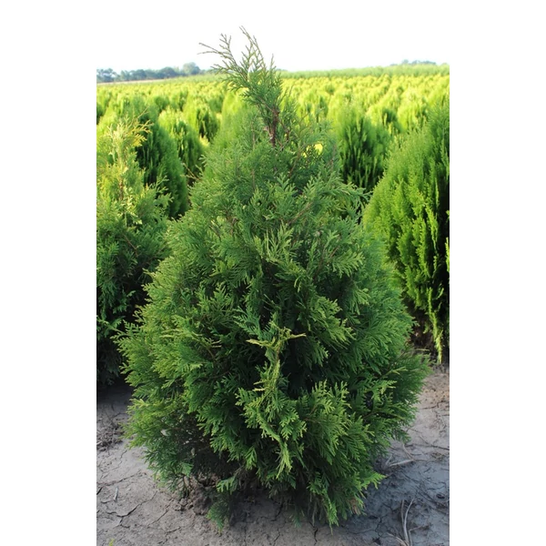 Nyugati tuja THUJA OCCIDENTALIS YELLOW RIBBON 150/175*