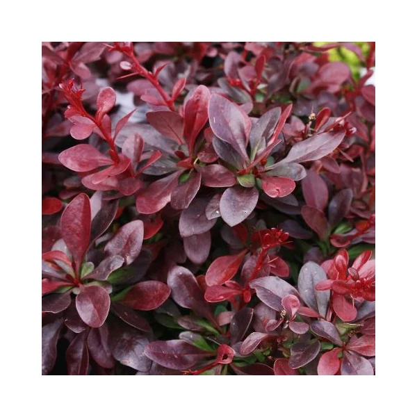 Japán vérborbolya   BERBERIS THUNBERGII ATROPURPUREA NANA K3
