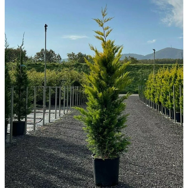Arany lombú leyland ciprus CUPRESSOCYPARIS LEYLANDII GOLD RIDER 125/150 K15