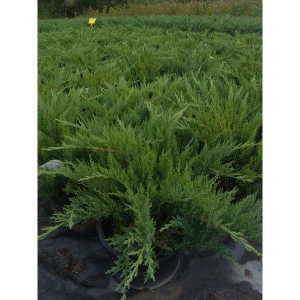 Nehézszagú boróka   JUNIPERUS SABINA TAMARISCIFOLIA 20/40 K10