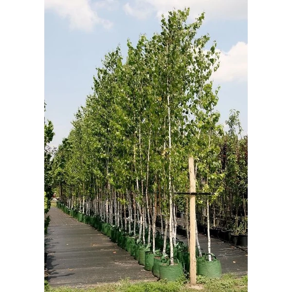 Közönséges nyír   BETULA PENDULA 200/250 K13