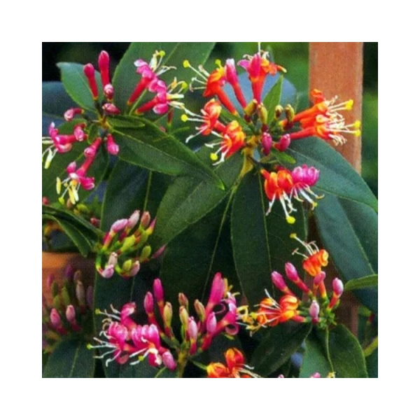 Borostáslevelű lonc   LONICERA HENRYI 40/60 K2