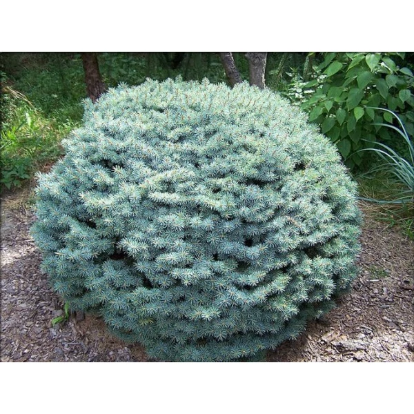 Törpe ezüstfenyő PICEA PUNGENS PALI 10/20*