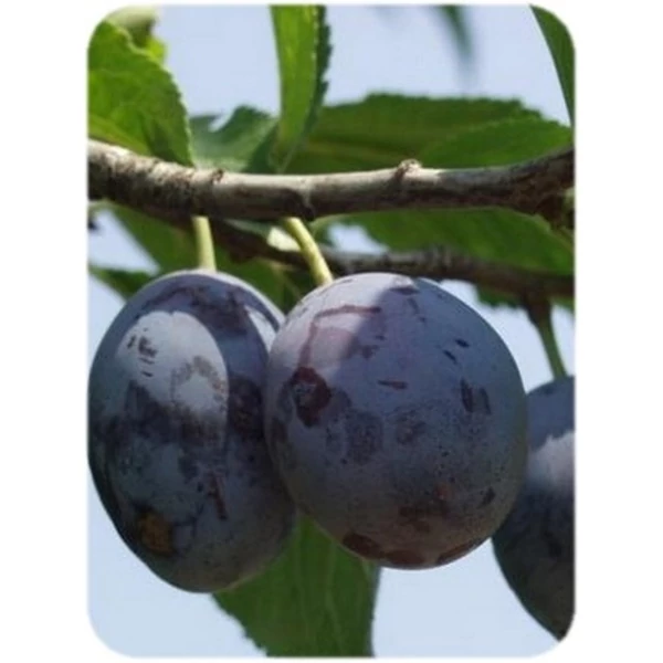 Besztercei szilva PRUNUS DOMESTICA BESZTERCEI NM 122 SZGY